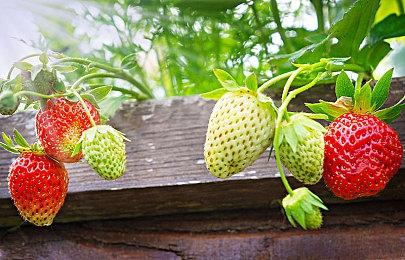 《影子武士3》在Steam开启预购 标准版188元